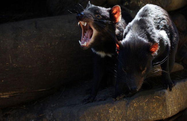 Port Arthur et le Diable de Tasmanie - Excursion d'une Journée - Photo 2