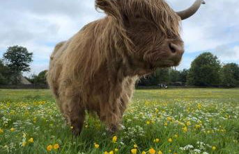 Cupcake Cottage: Quintessential Cotswold Cottage - Foto 22