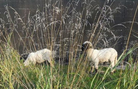 Ferienwohnung-Rungholt-Edomsharder-Hof-Nordstrand - Photo 9