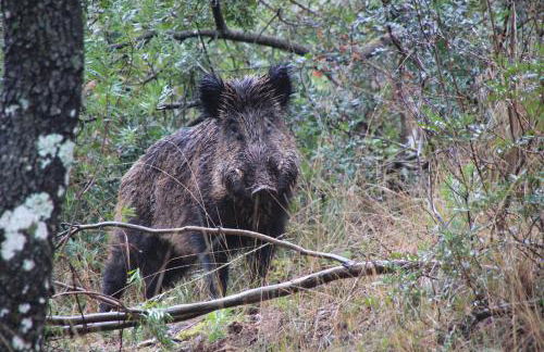 Alojamiento aguasblanquillas - Foto 36