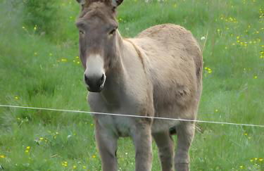 Gîte Paysan La Grange - Photo 13