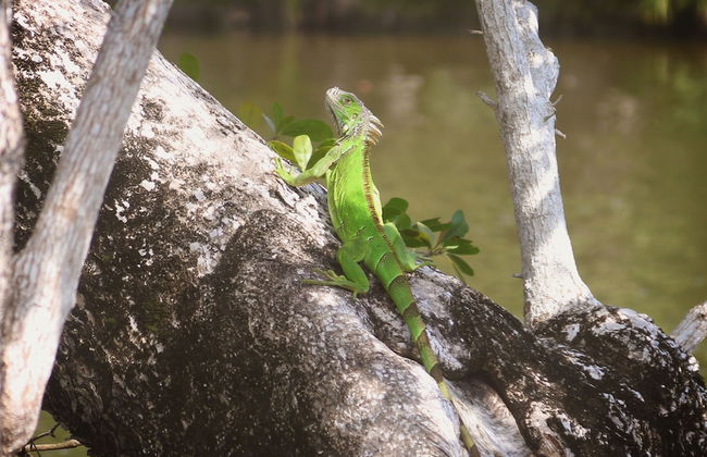 El Gran Mestizo Resort - Foto 26