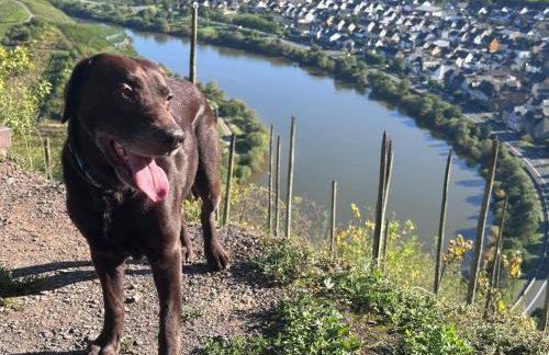 Ferienhaus Leopold mit Burgblick an der Mosel - Foto 77
