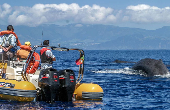 Avvistamento di cetacei + Isolotto di Vila Franca - Foto 2