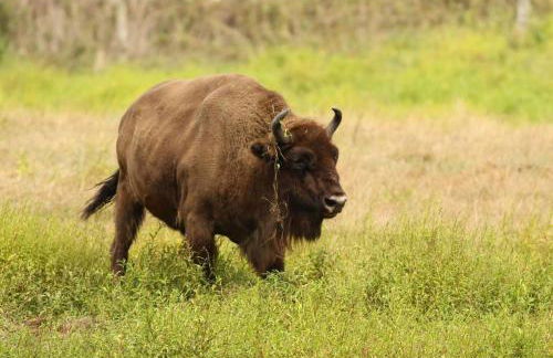 Gîte du Parc Animalier de Boutissaint - Foto 12