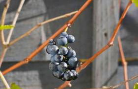 *Stunning* The Botanist Rest Ventnor IOW - Foto 43