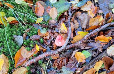 Ryan's Cottage - Photo 37