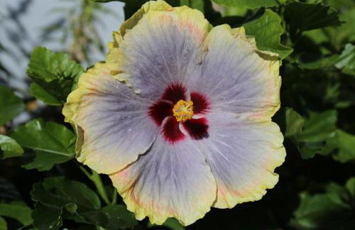 Jungle Paradise - Foto 58