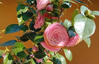 acasadimamma - Foto 25