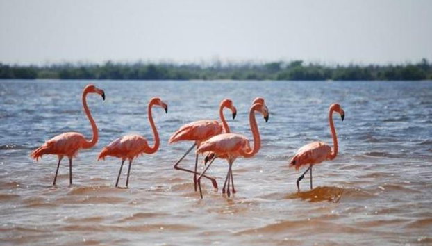 LAS COLORADAS & RIO LAGARTOS de la Riviera Maya et de Cancun (Privé) - Photo 2, Flamants roses