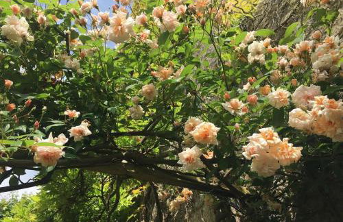 Little Hideaway - Central Frome - Foto 8