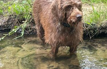 Riverside Cottage at Logwood Mill - Foto 4
