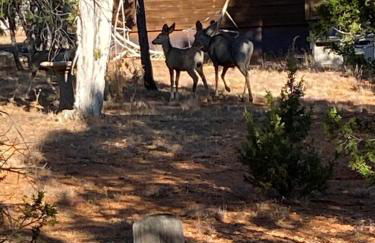 LilyBear Cabin - Foto 7