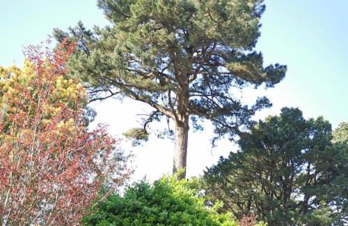 Ty Gwenn, dans un parc boisé, la plage à vos pieds - Foto 39