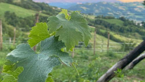 Casa Tincana - Foto 2