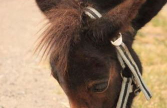 504 Stallgeflüster - Foto 11