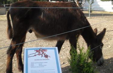 Quinta do Outeiro Alto - Foto 43