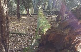 Zielona Mila Dom Wakacyjny - Foto 43