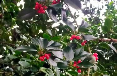 Templo do Río - Foto 13