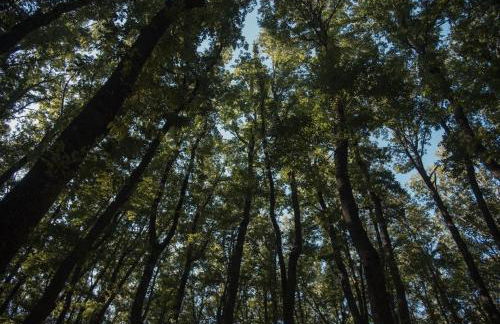 Villa Giardino Boschivo - Irpinia - Foto 25