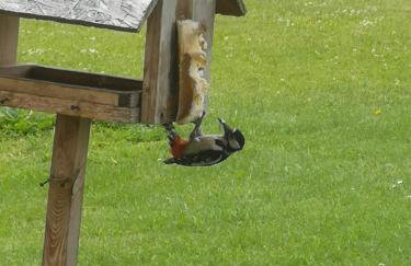 Siedlisko Waliszówka - Foto 13