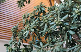 Villa Katarina - Foto 12