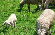 Country Home Genesi 20 min from Trikala - Foto 25