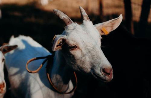 Azienda Agricola Saint Hubert - Foto 75