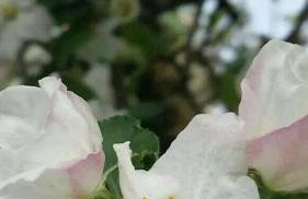 Agroturystyka Zaborski Sad - Foto 40