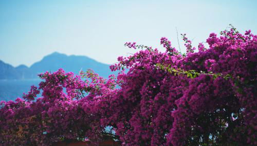 Villa del Sole in Massa Lubrense - Photo 3