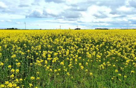Ferienwohnung Baltrum auf dem Elisenhof Hagermarsch - Foto 34