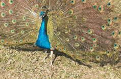 chaler Sao Jorge - Foto 36