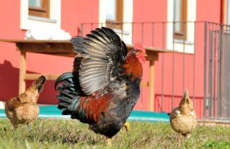 Palazzo Rosso - Foto 34