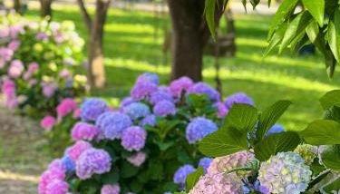 Quinta da Salada - Turismo Rural - Photo 4, Garden