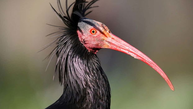 Timlaline Dunes Day Trip + Quad or Sandboarding - Foto 3