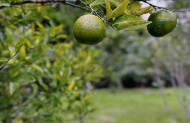 Hospedagem Zilz - Foto 10