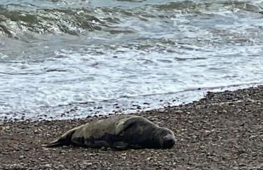 Stunning architect designed beachfront property - Foto 9