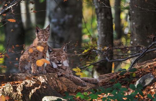 Ferienwohnung Brunner - Foto 11