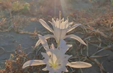 VILLA VERDEMARE - Foto 16