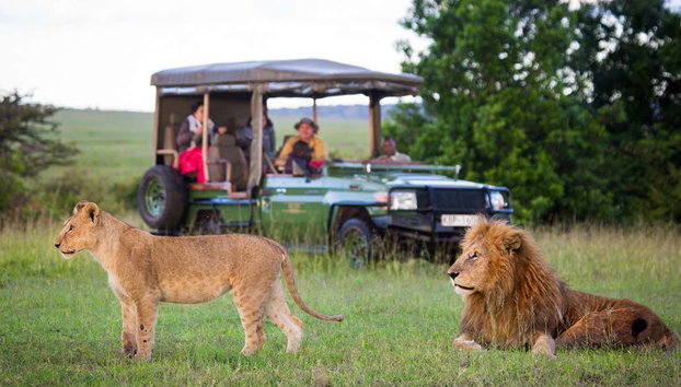 Safari di 10 giorni in Zambia - Foto 2, Contemplando i leoni durante il safari