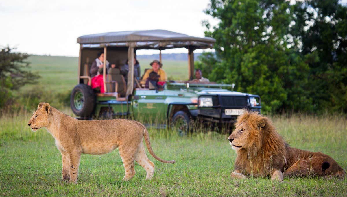 Contemplando a los leones durante el safari