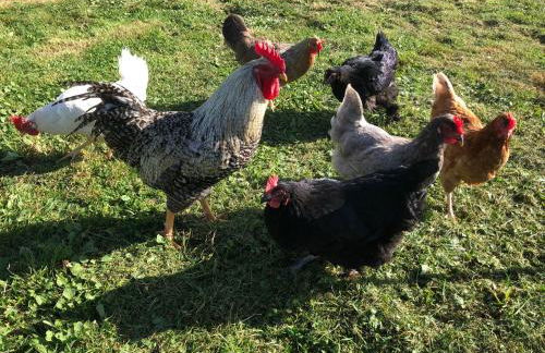 Ferienwohnung Thalhammer - Foto 11