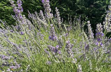 Villa Marta - Foto 61