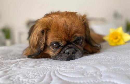 Bolkovac Apartman Ulica Donje selo 33 Fužine - Foto 54