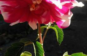 Villa Ágape - Chapada dos Veadeiros - Foto 15