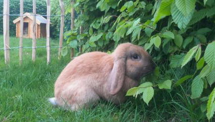 Übernachtung im Bauwagen - Foto 5