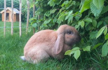 Übernachtung im Bauwagen - Photo 5