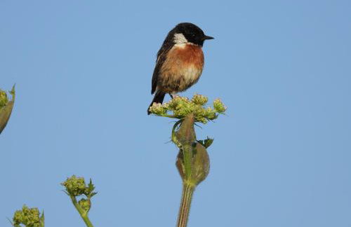 The Little Cabin - Foto 24