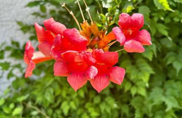 GATU Palacio de Rosa SOLO Familias - Foto 15