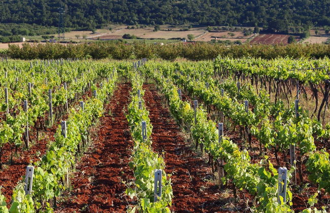 Visite autour du vin au Mont Sainte-Victoire - Photo 2